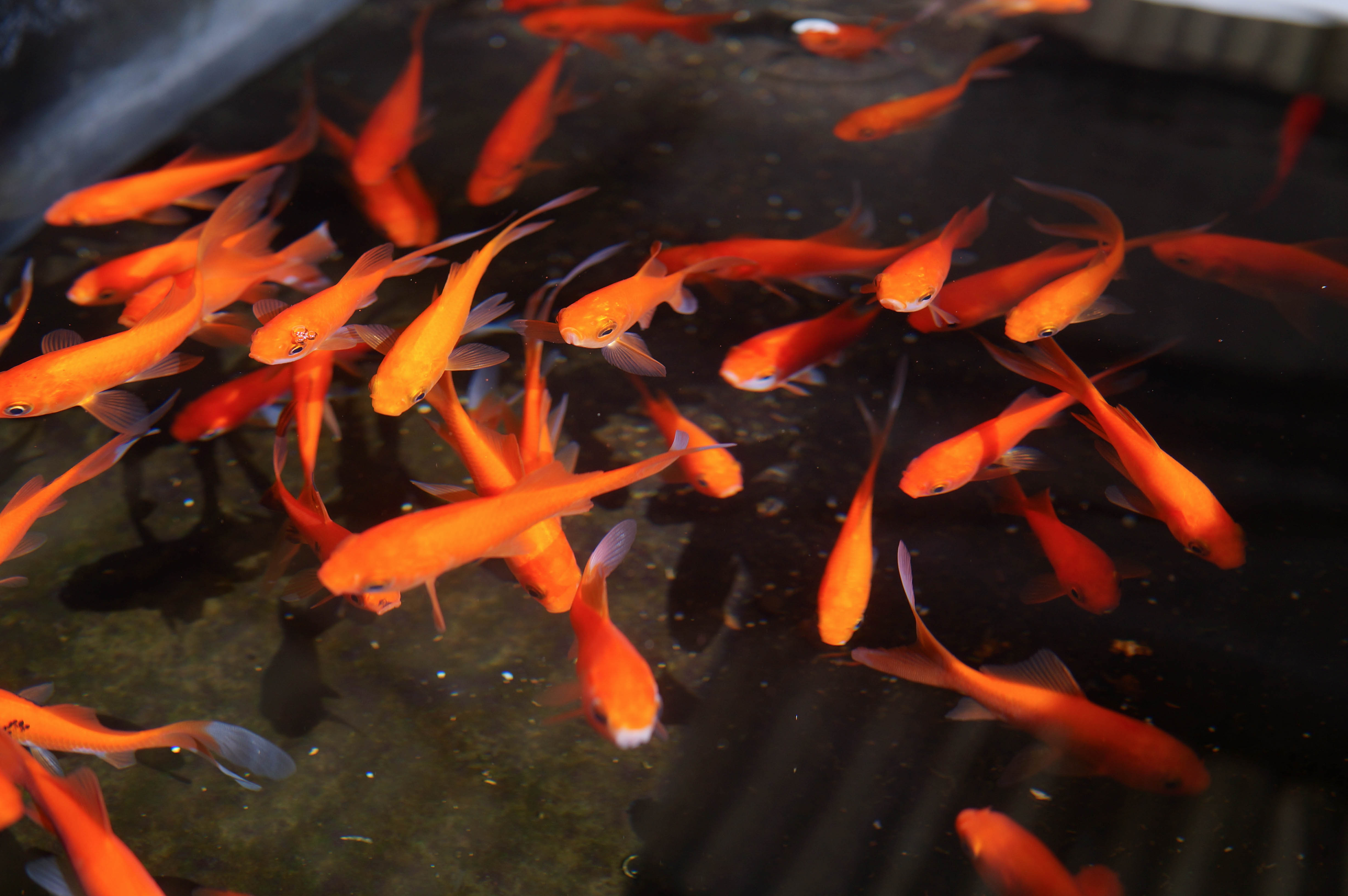 Red Comet Goldfish 4-5"