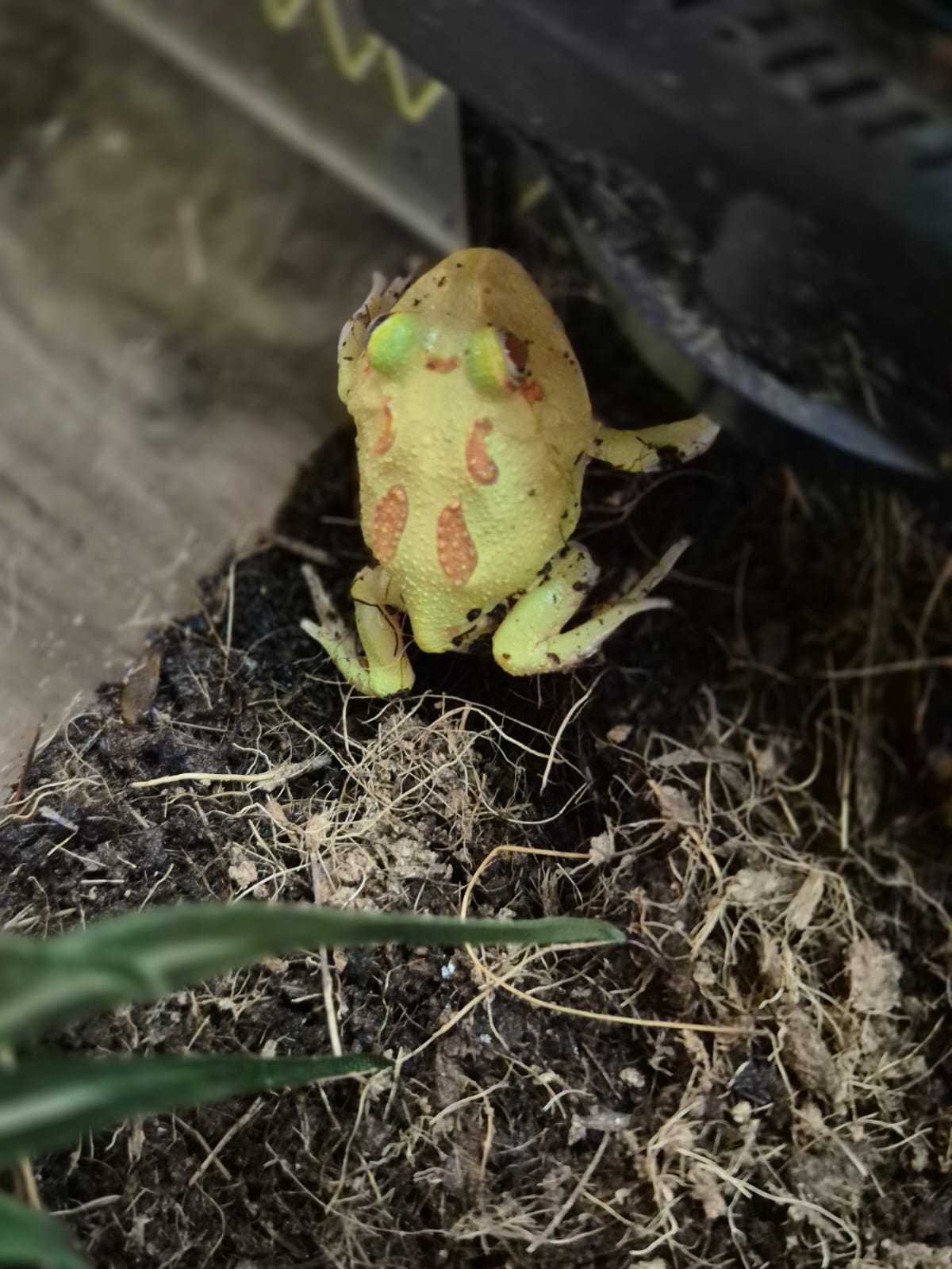 Juvenile Pikachu horned frog