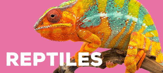 Reptiles