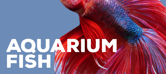 Aquarium Fish