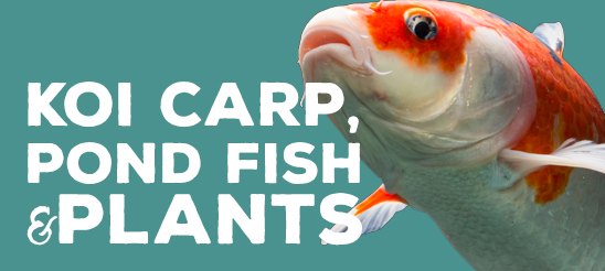 Koi Carp, Pond Fish &amp; Plants