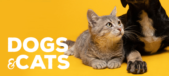 Dogs &amp; Cats