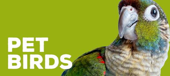 Pet Birds