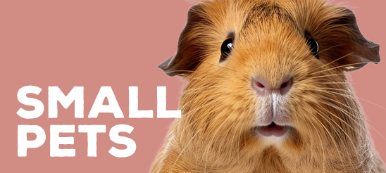 Small Pets 