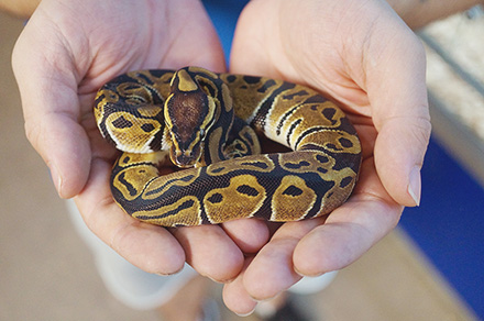 1p88pu4HpGzDcGFZCFde8SPP5trARpQAgHtsE1uf