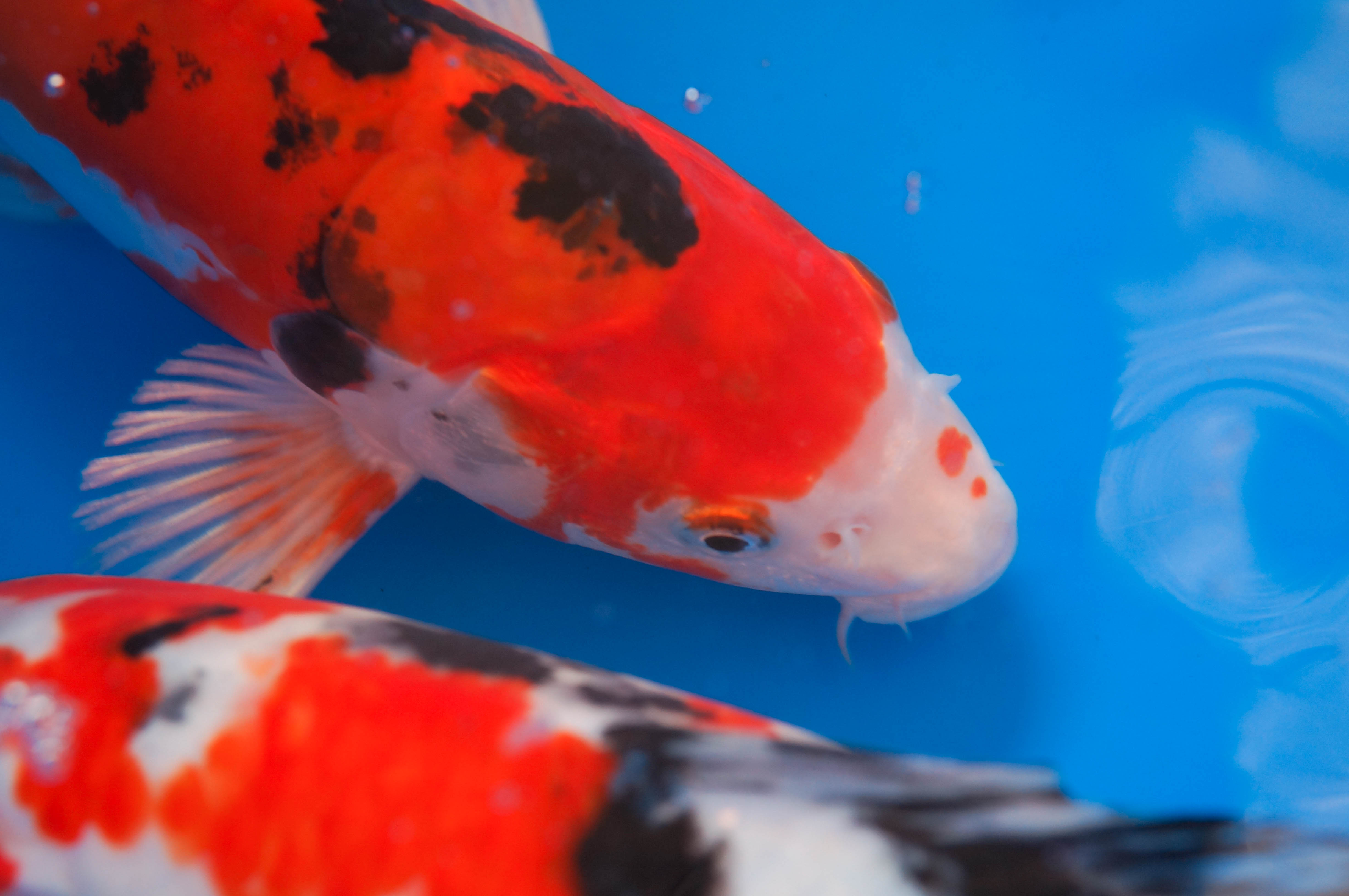 QhYxUB6EG5Vz1sWzoJ0BOHcWNwcwv6I4vWlOITs1