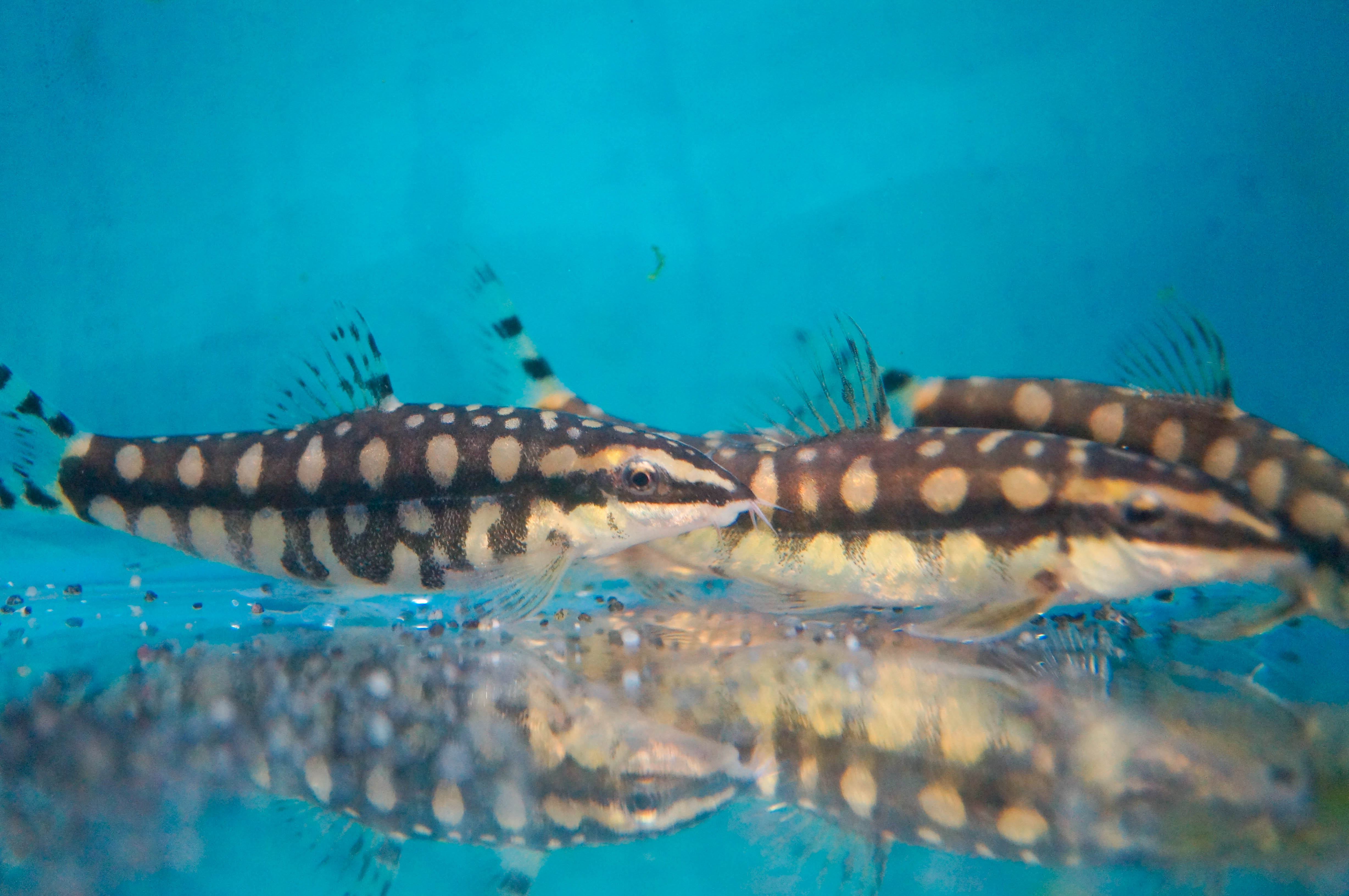 tUDpisEMEIpyCFVegdZssP1eFODfgcWOPy2G1jcx