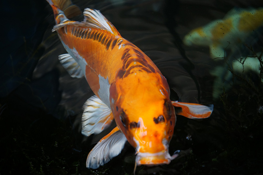 xPxUBvEtGzP40Lpm1N1r0jGyEAaye7Maua090yrm