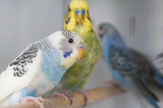 Birds