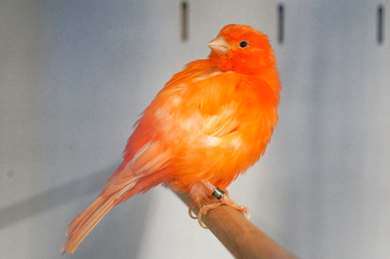 Bird