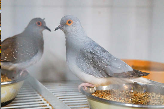 Birds