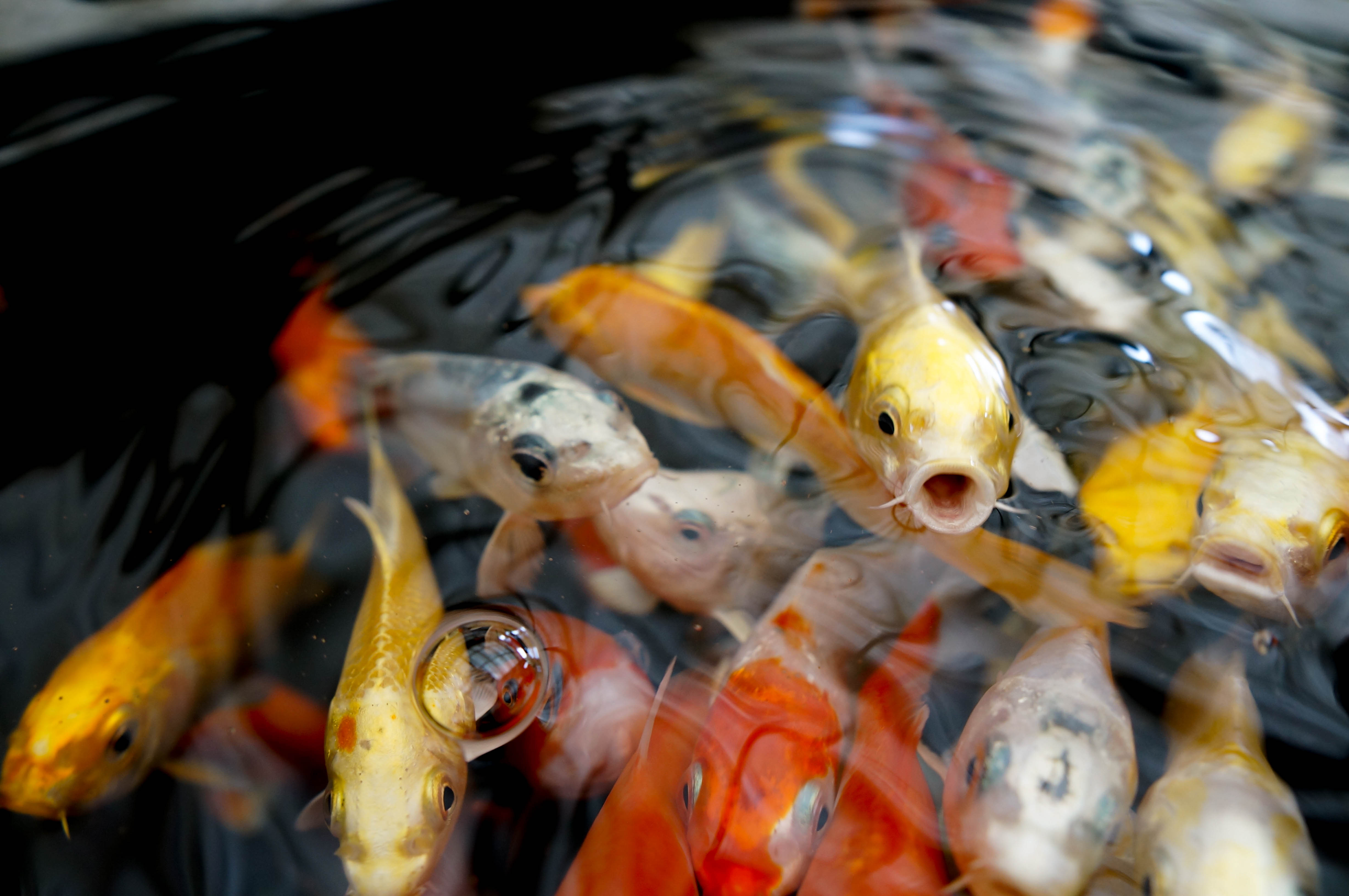 Fish 