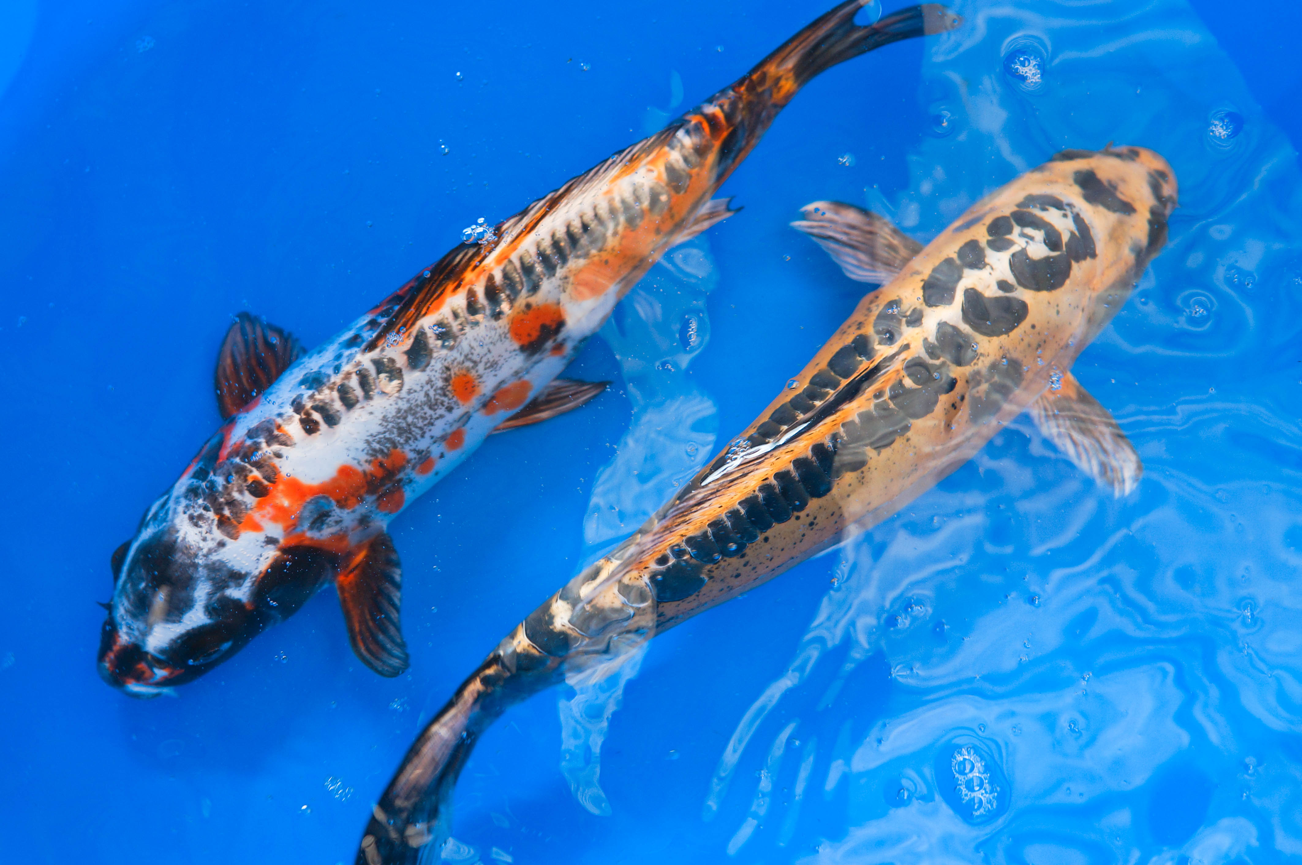 Fish