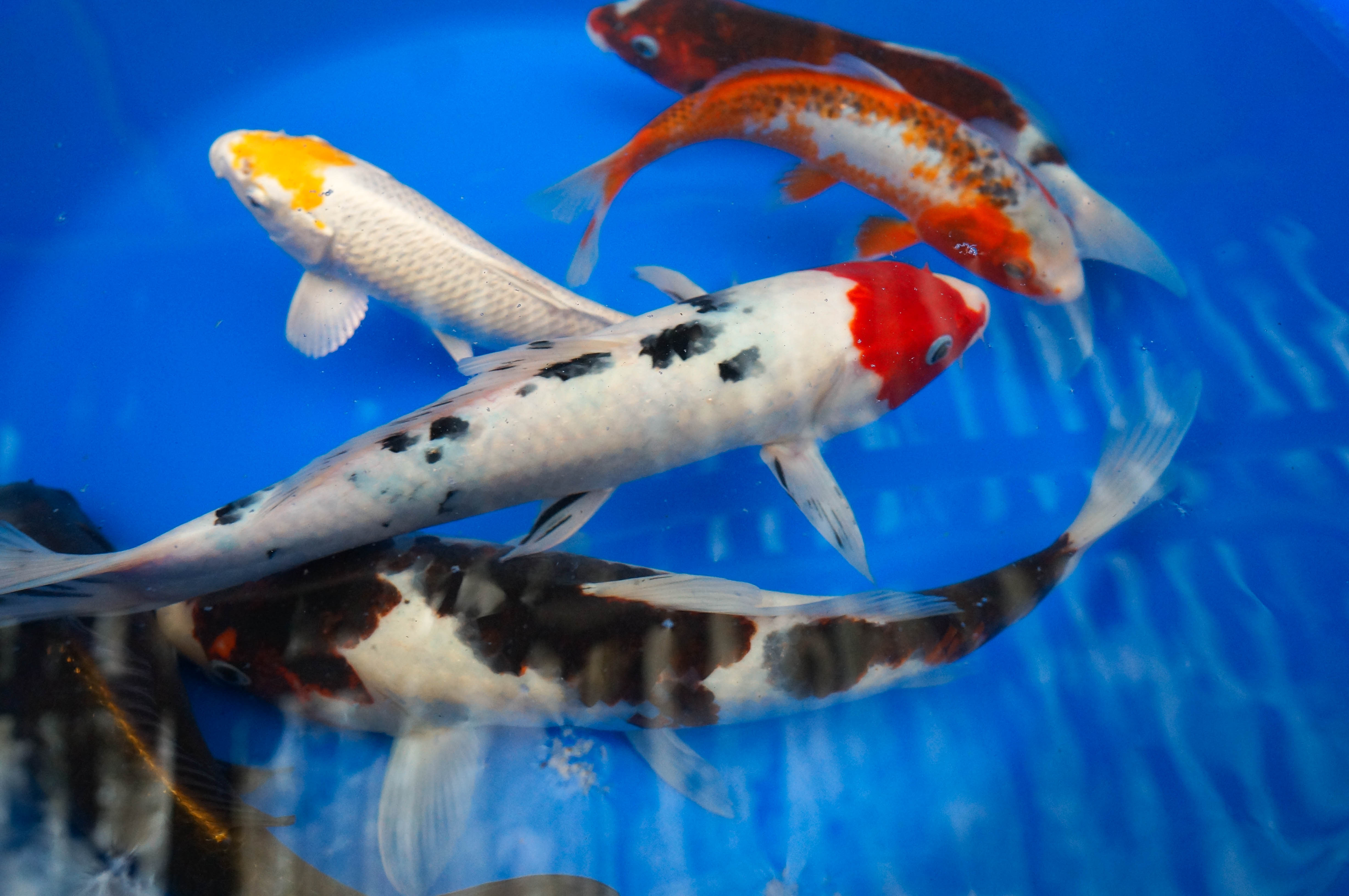 Fish