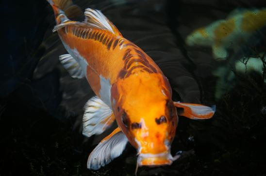 Fish