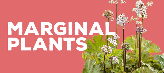 Marginal Plants