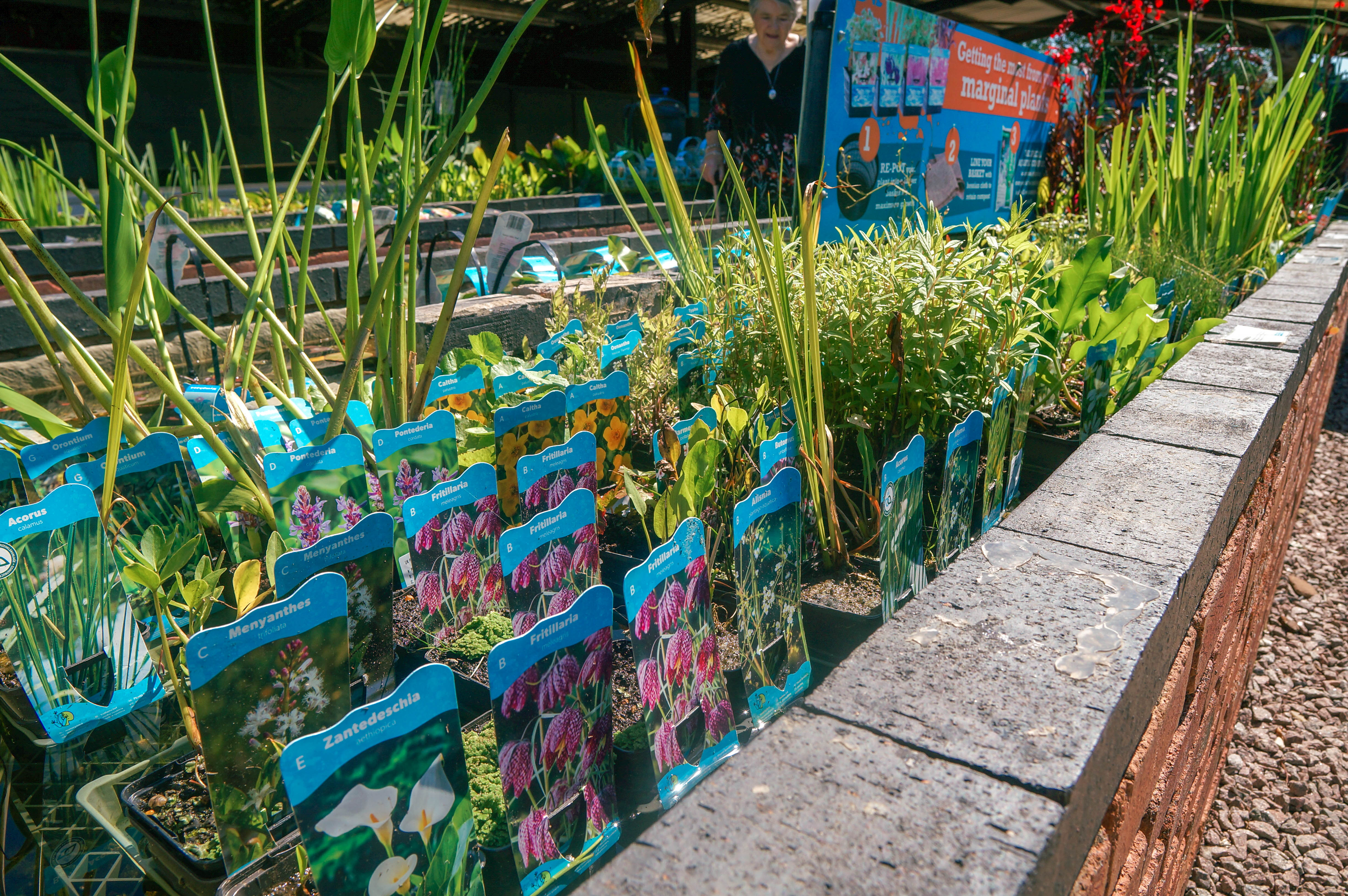 Pond Plants