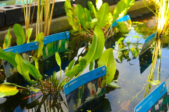 Pond Plants