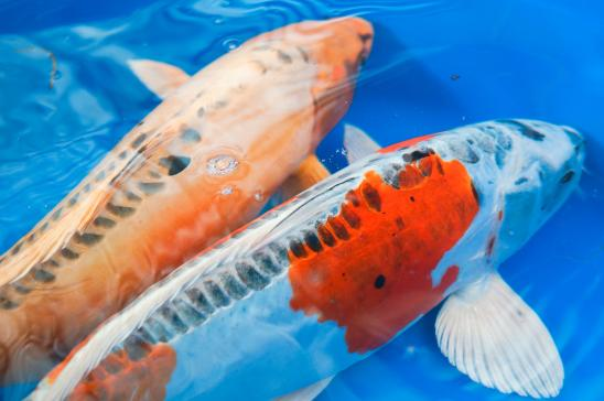 Koi