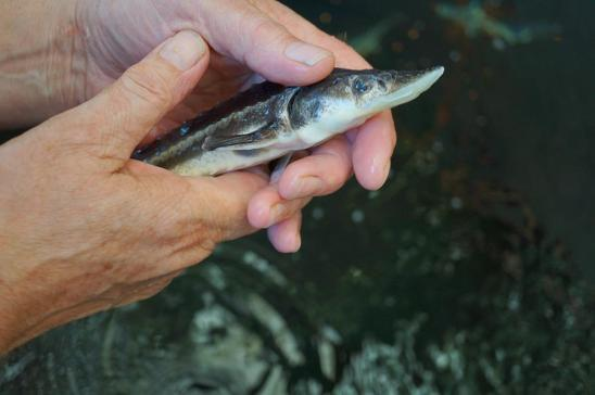 Fish