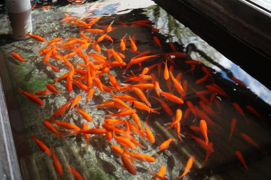 Fish