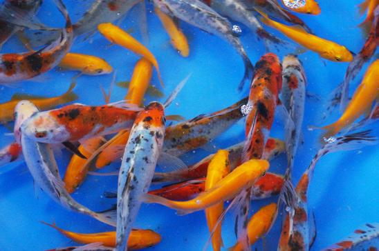 Fish