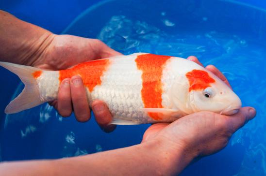 Koi
