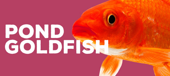 Pond Gold Fish