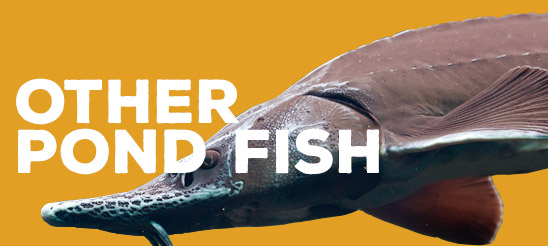 Other Pond Fish