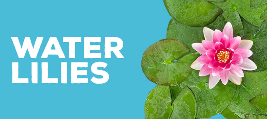 Water Lilies