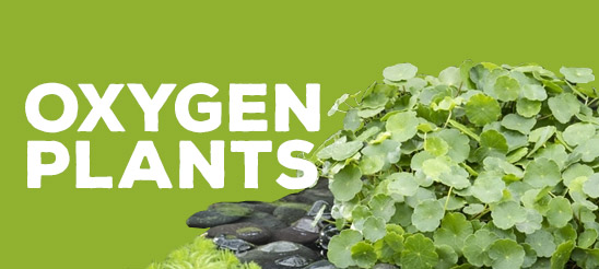 Oxygen Plants