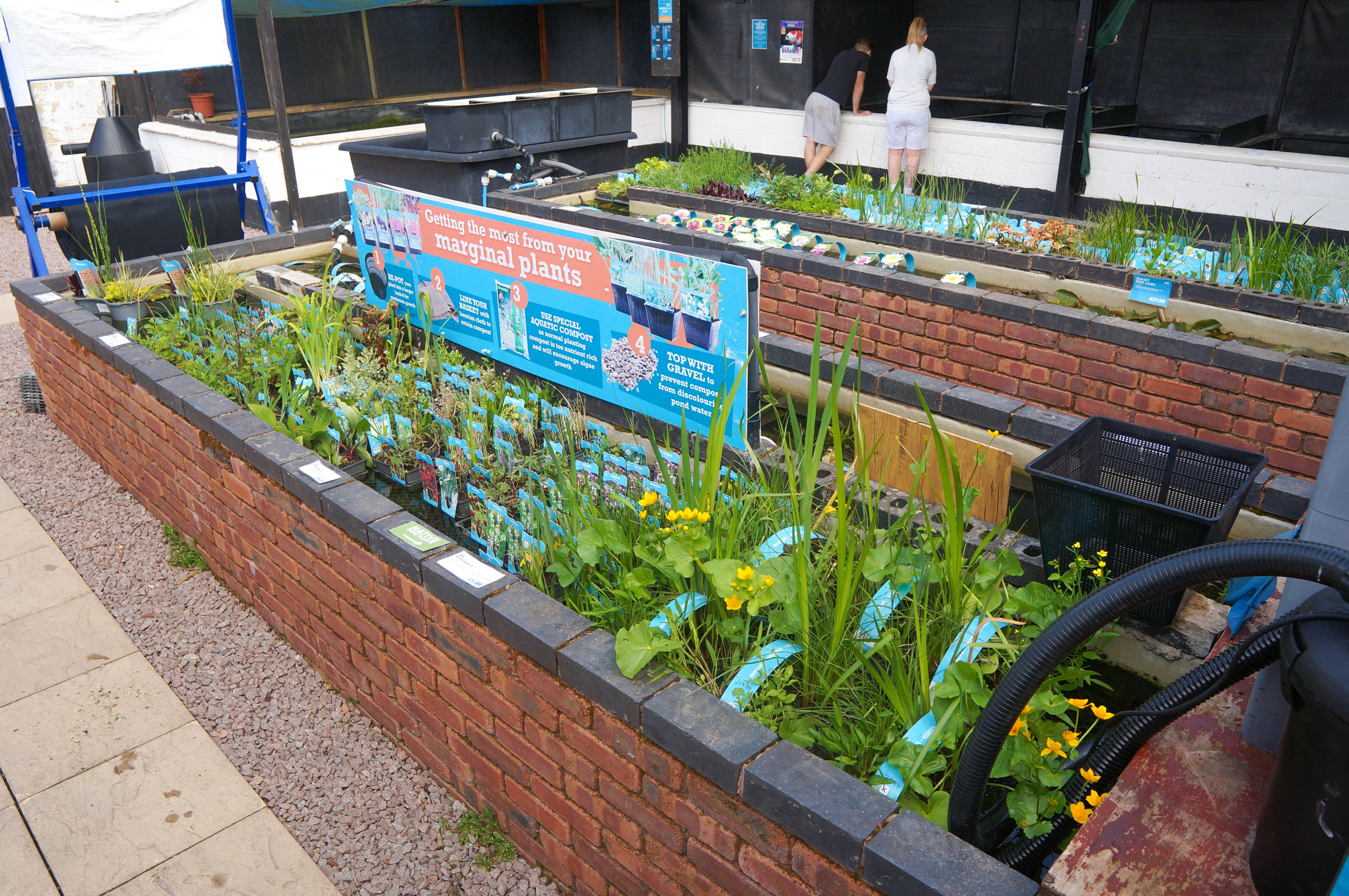 Pond Plants