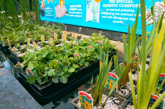 Pond Plants