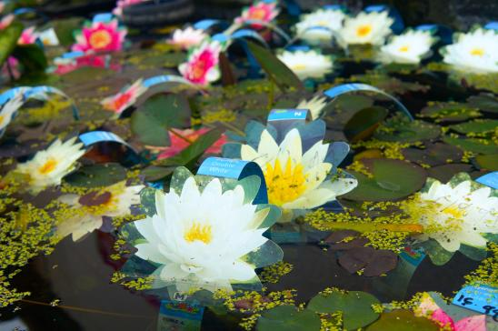 Pond Lilies