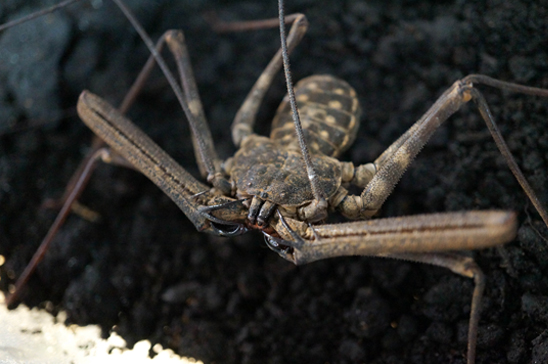 Exotic Invertebrates 