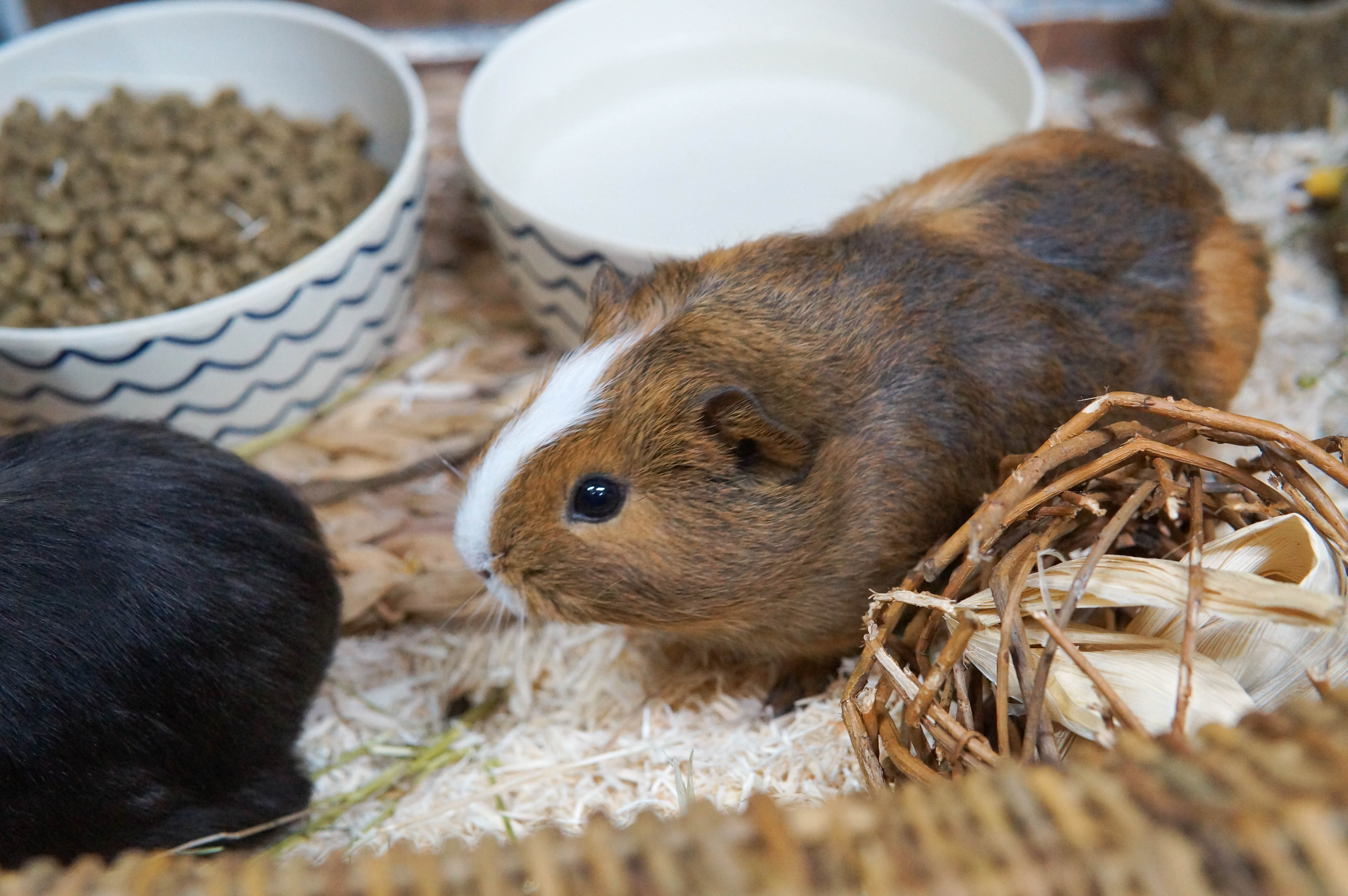 kL84CKIjjZ2SdiQAwqqMe3ZSNz4OC6GzctKsjFgi