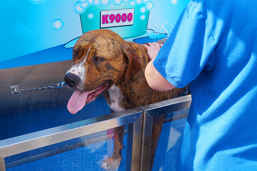 Self-service dog wash