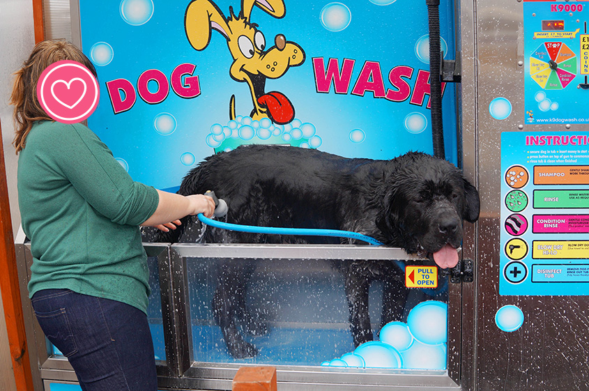 Self-service dog wash 