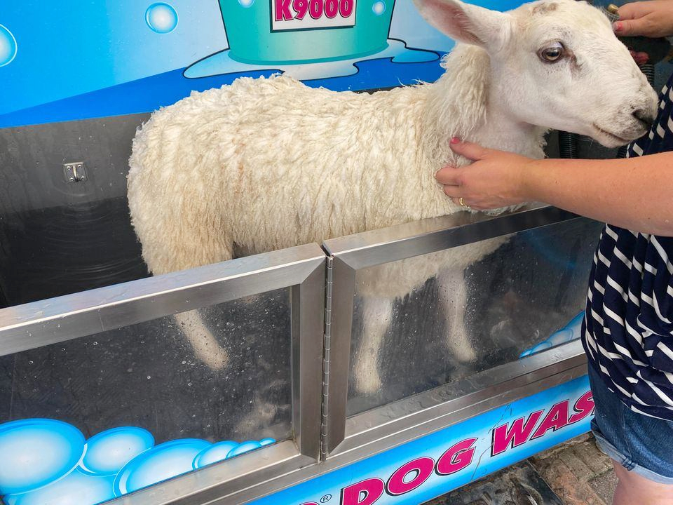 Self-service dog wash
