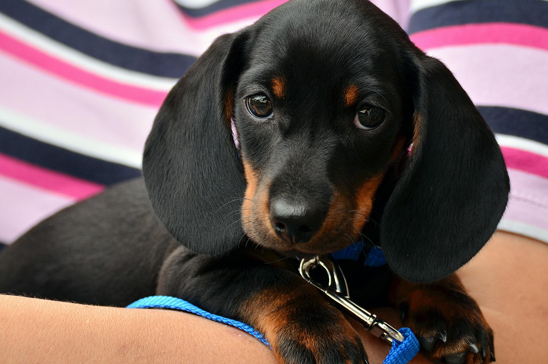 Visit with your pets