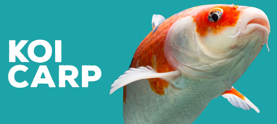 Koi Carp