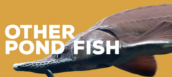 Other pond Fish