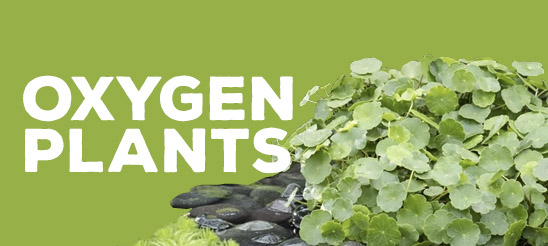 Oxygen Plants