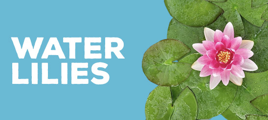 Water Lilies